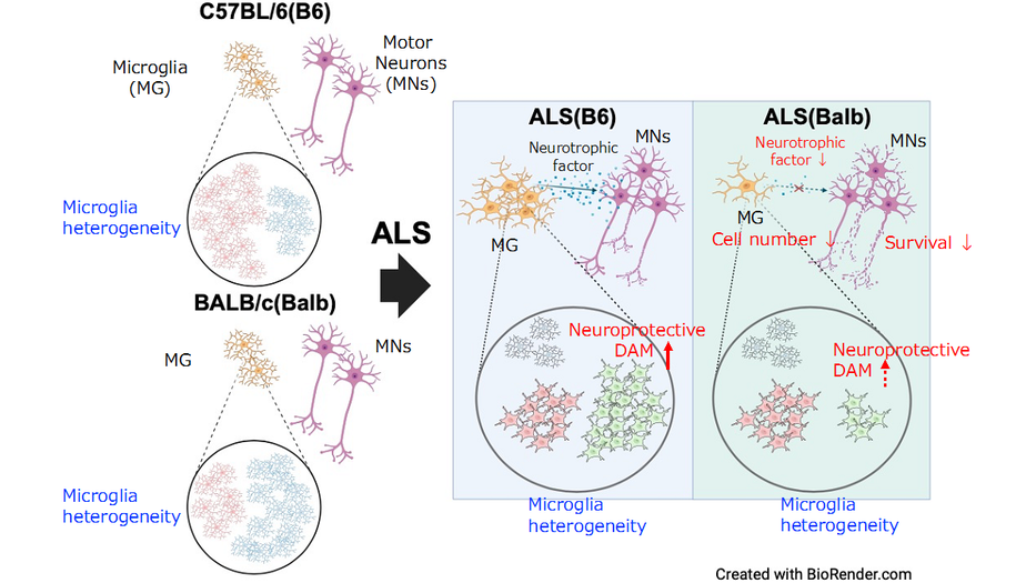 Genetic background variation impacts microglial heterogeneity and disease progression in amyotrophic lateral sclerosis model mice