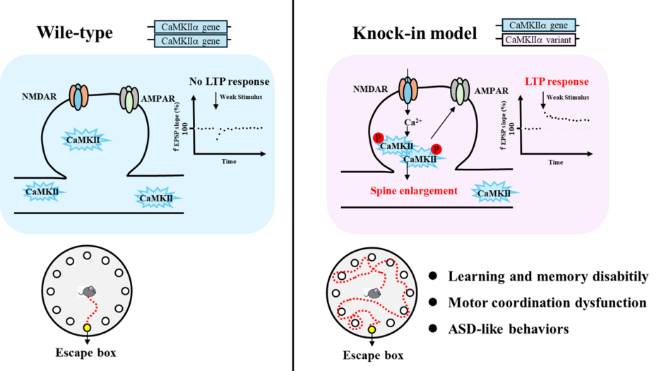 A variant of a phosphorylation enzyme causes exaggerated long-term potentiation and learning disabilities