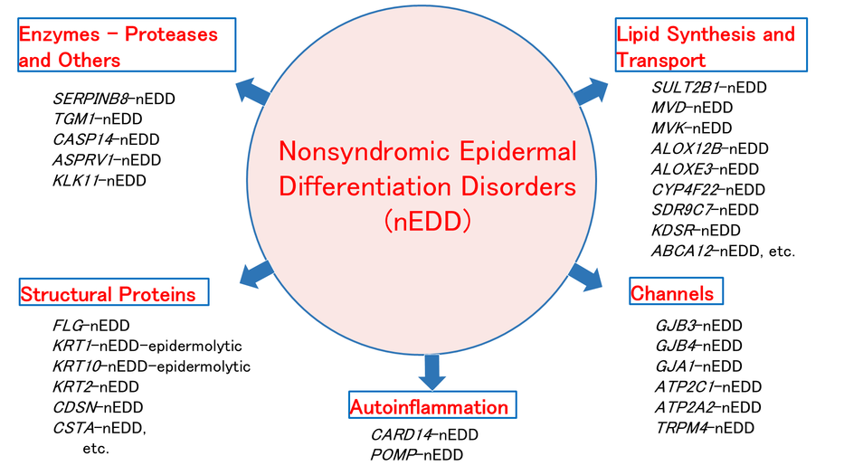 Nonsyndromic epidermal differentiation disorders: New classification and nomenclature based on disease-associated genes leading to targeted therapy