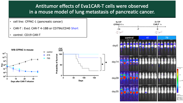 Successful Development of CAR-T Cell Therapy Targeting Eva1 of Solid Tumors