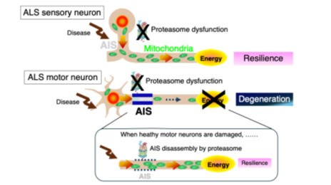 An unexpected reason why sensory neurons resist amyotrophic lateral sclerosis (ALS)