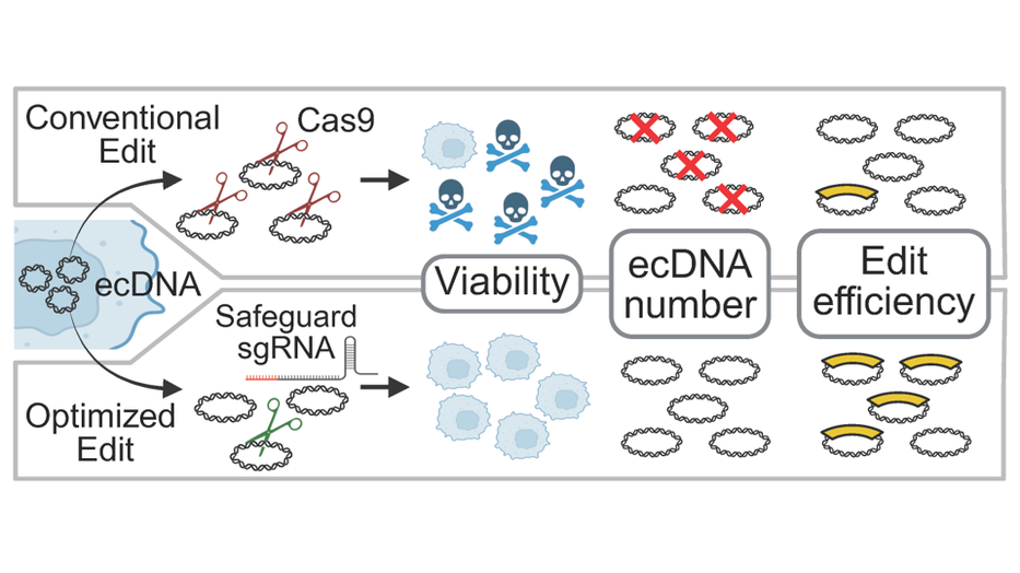 Shedding Light on the Evolutionary Engine of Cancer  ーOptimized CRISPR-Cas9 system for efficient engineering of ecDNA in cancer cellー