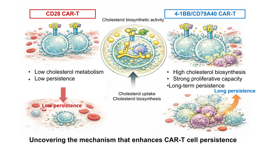 Discovery of a New Mechanism Supporting the Efficacy of CAR-T Cancer Immunotherapy: Cholesterol Biosynthesis Identified as a Key Driver of Long-Term CAR-T Cell Activity