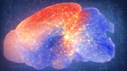 Is There a Fundamental Design Principle of Neural Circuits? : A Data-Driven Decoding of a Gene-Gradient-Encoded Brain Wiring Map