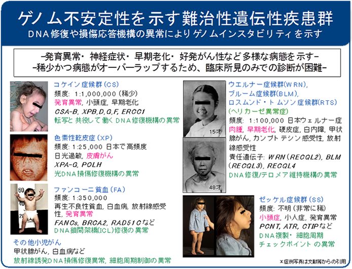 人類遺伝 分子遺伝学 発生 遺伝学 分子 細胞適応学 協力 研究室紹介 名古屋大学大学院医学系研究科 医学部医学科