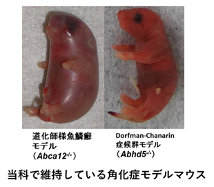 皮膚科学 皮膚病態学 運動 形態外科学 研究室紹介 名古屋大学大学院医学系研究科 医学部医学科