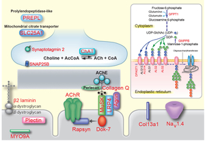 FIg01_CMS_Mutantions+Glcosylation.jpg