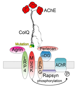 Fig02_ColQ-MuSK_Scheme.jpg