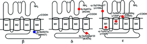 Fig05_AChR_mutations_in_Japan.jpg