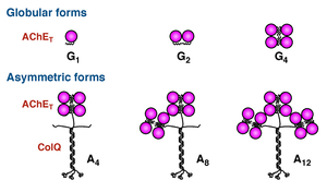 Fig07_AChE_structure.jpg