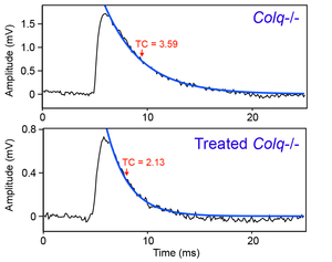 Fig11_ColQ_MEPP.jpg