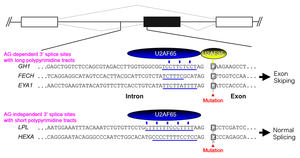 Fig21_First_Nucleotide.jpg