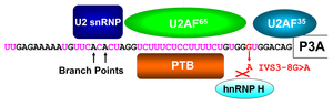 Fig23_CHRNA1_PTBP1_and_hnRNP_H.jpg