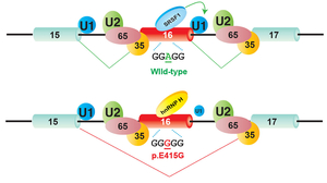 Fig25_COLQ_SRSF1_hnRNP_H.jpg