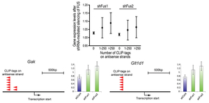 Fig33_FUS_Promoter_antisense.jpg