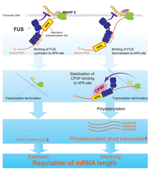 Fig34_FUS_polyA.jpg