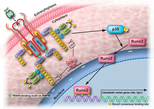 Fig45_Lansoprazole_summary.jpg