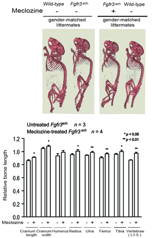 Fig47_Meclzoine_in_vivo.jpg