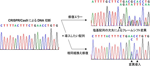 animal-science_06.jpg