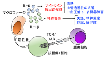 細胞腫瘍学講座_03.jpg