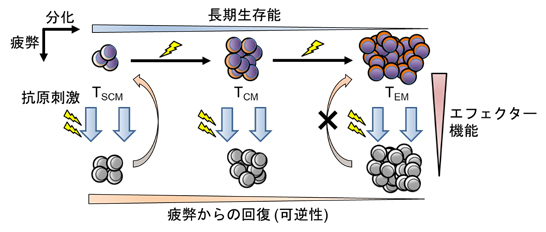 細胞腫瘍学講座_02.jpg