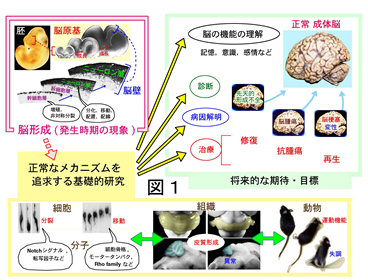 細胞生物学 超微形態学 解剖学第三 機能形態学 研究室紹介 名古屋大学大学院医学系研究科 医学部医学科
