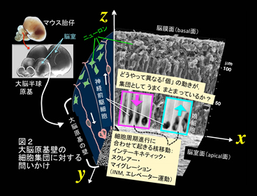 細胞生物学 超微形態学 解剖学第三 機能形態学 研究室紹介 名古屋大学大学院医学系研究科 医学部医学科