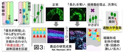 細胞生物学 超微形態学 解剖学第三 機能形態学 研究室紹介 名古屋大学大学院医学系研究科 医学部医学科