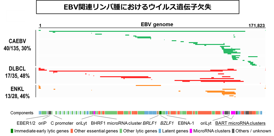EBV関連リンパ腫における　.png
