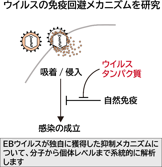 ｳｲﾙｽの免疫回避メカニズム.png