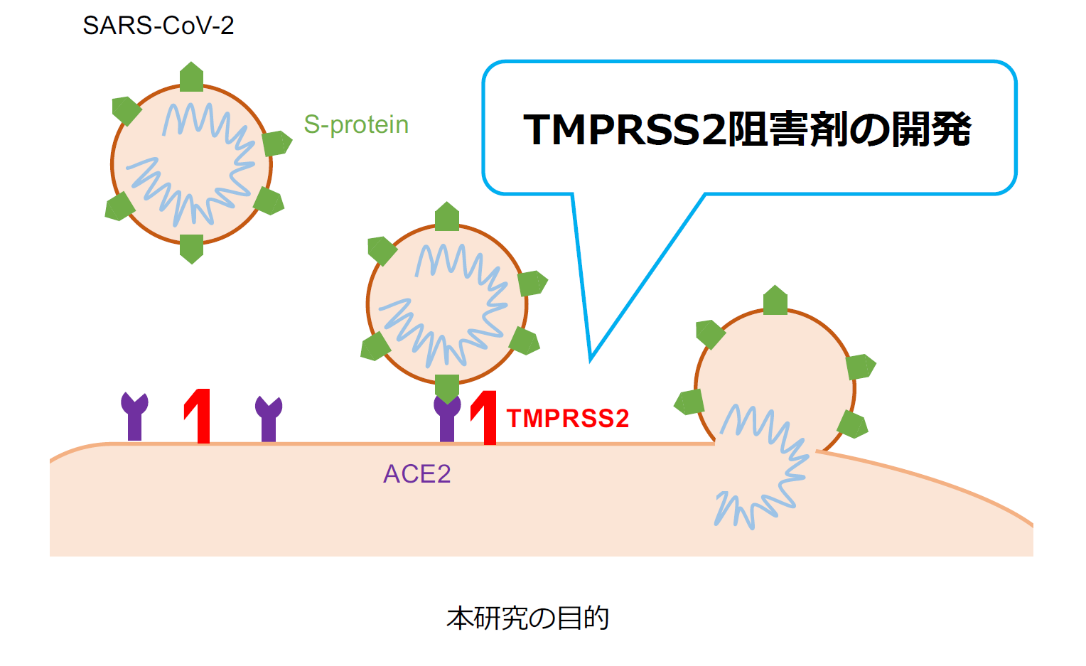 SARS-CoV-2.png