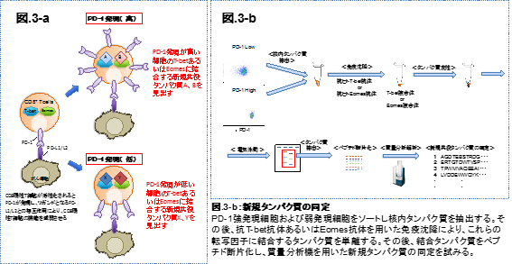 immunology03.jpg