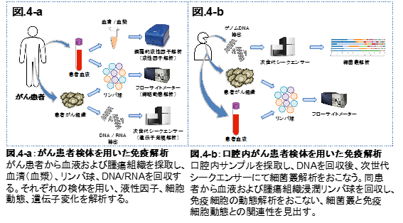 immunology04.jpg