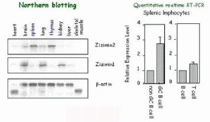 mol-aging02.jpg