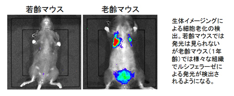 mol-aging03.jpg