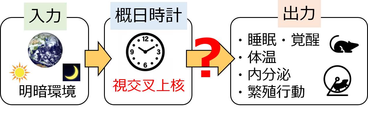 circadian_ono.png