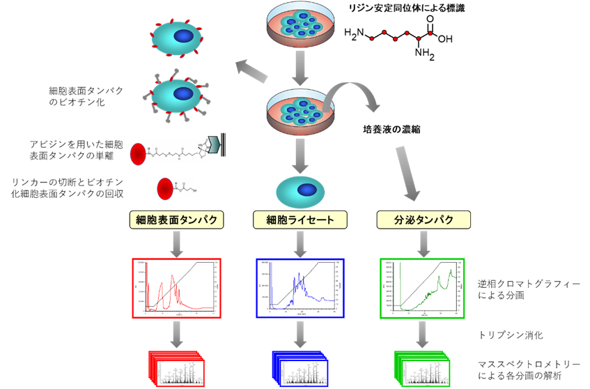 図４：がん細胞株の網羅的タンパクプロファイリング