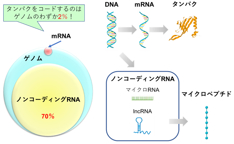 図５：ノンコーディングRNA研究の新展開
