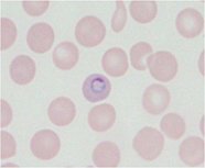 animal-science_04.jpg