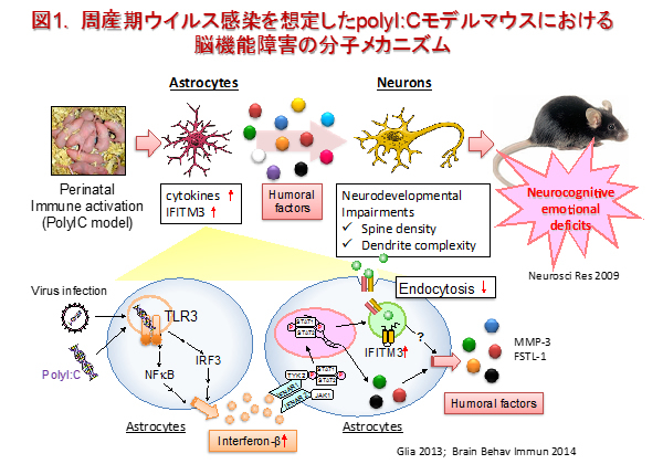 neuropsycho-pharmacology1.jpg