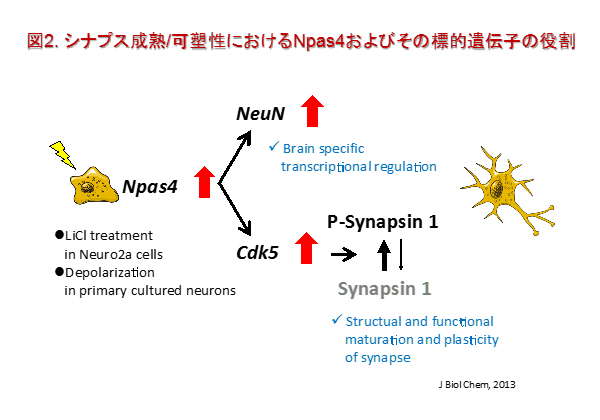 neuropsycho-pharmacology2.jpg