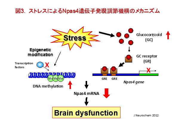 neuropsycho-pharmacology3.jpg