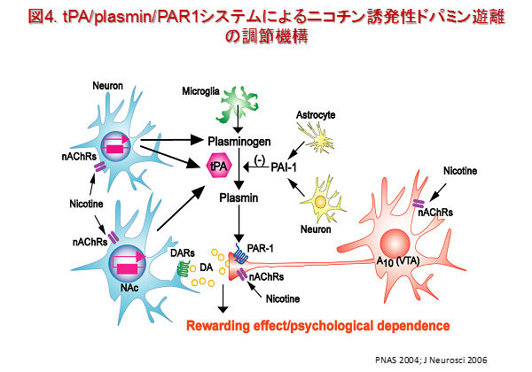 neuropsycho-pharmacology4.jpg