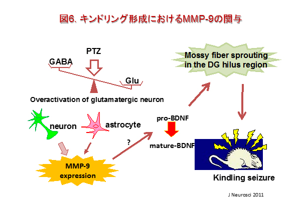 neuropsycho-pharmacology6.jpg