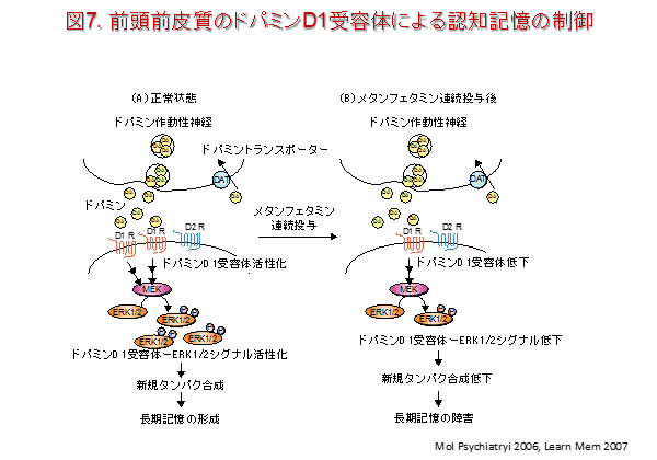 neuropsycho-pharmacology7.jpg