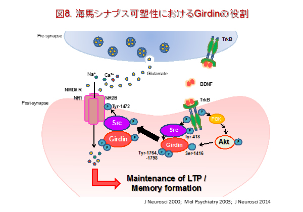 neuropsycho-pharmacology8.jpg