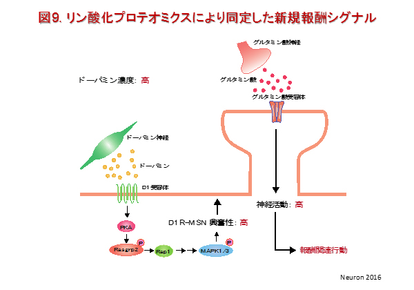 neuropsycho-pharmacology9.jpg