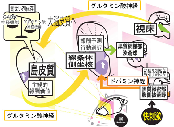 図１．覚醒剤依存ラットの意思決定異常の神経基盤（一部改変、溝口、山田、日薬理誌 153, 224~230, 2019）
