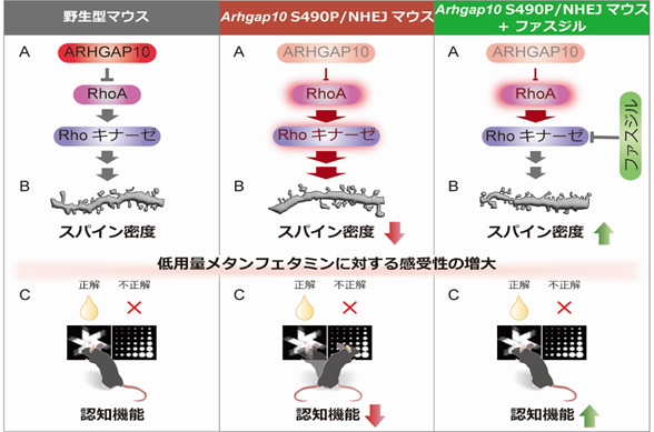 図２．Rhoキナーゼ阻害薬は、Arhgap10遺伝子改変マウスが示す認知機能低下とスパイン形成異常を改善させる。（参考：Tanaka et al., Pharmacol Res, 2023;187: 106589）