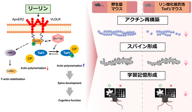 図３．Twinfilin-1 (Twf1) のリン酸化はリーリンシグナルにおけるアクチン再構築およびスパイン形成、さらには学習記憶に関与する。（参考：Dong et al., Pharmacol Res, 2025; 221:107986）